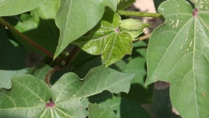 Keeping a Watchful Eye on Plant Bugs
