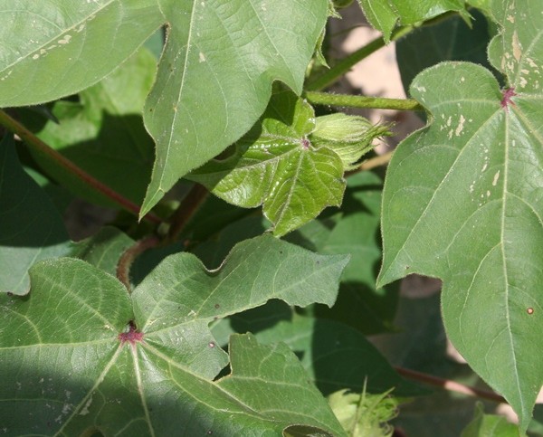 Keeping a Watchful Eye on Plant Bugs