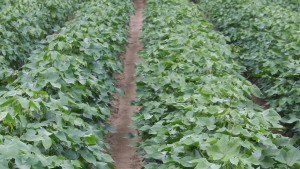 Zidua Herbicide Now Labeled for Residual Weed Control at Layby