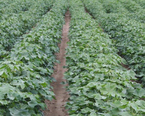 Georgia Cotton Enterprise Budgets for 2015 Available Online