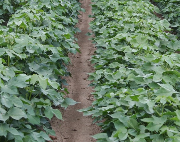 Crunch Time for Cotton Insect Management