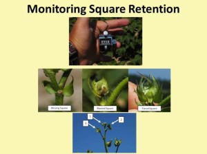 Plant Bugs and Square Retention