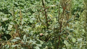EPA Sets Revised In-Crop Dicamba Guidelines