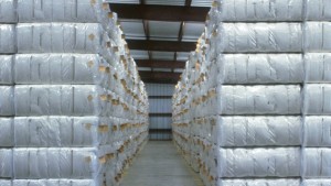 China Losing Top Cotton Importer Status