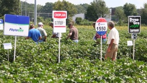 Deltapine Top Brand, PHY 499 WRF Top Cotton Variety for 2014