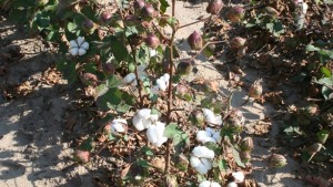 Managing Proper Defoliation Timing