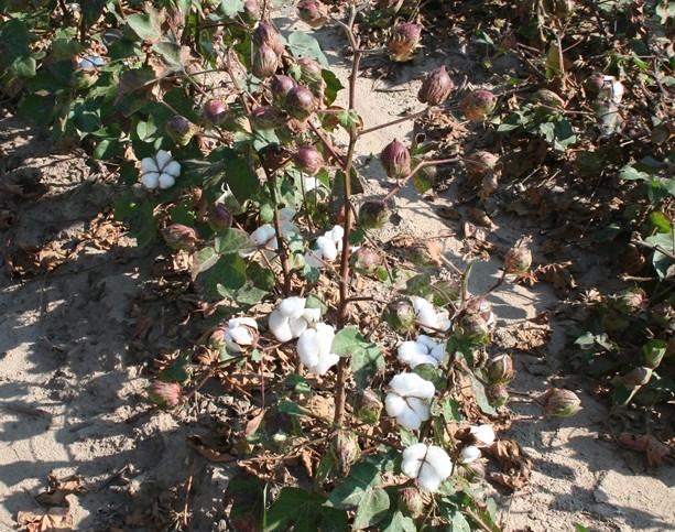 Updated Mid-South Defoliation Guide Now Available Online