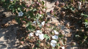 New Farm Bill Program Provides Production History Relief