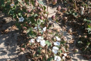 Defoliated Cotton Web