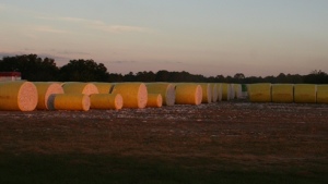 Crop Progress Notes for U.S. Cotton – October 21