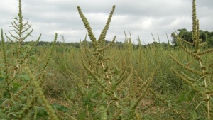 Specialists Outline Resistant Weed Management Strategies for NC