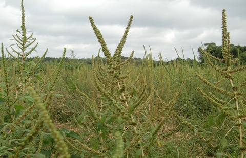 USDA Announces Measures to Help Farmers Diversify Weed Control Efforts