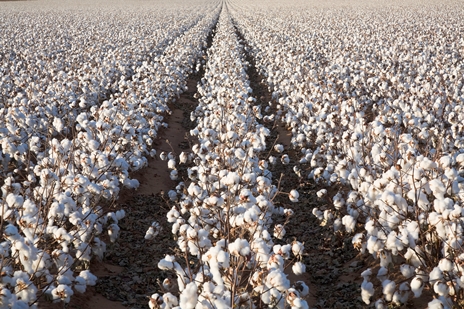 Cotton Beginning to Bloom: Pay Attention to Growth!! (Collins & Edmisten)