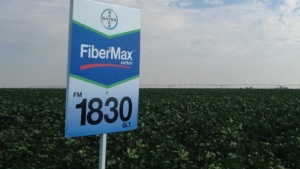Strong Brands, Proven Technologies Lead Stoneville and FiberMax Into 2015