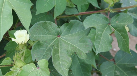 USDA to Update Texas Cotton Acres Info