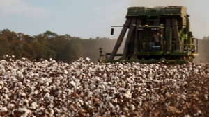 Cleveland: Yields, Quality, Consumption Still Rising