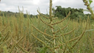 Dicamba Weed Control Slips: What It Means for 2021