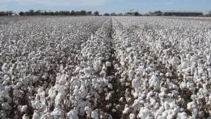 New Varieties Provide Yield and Quality Upgrades Vital for Profitability