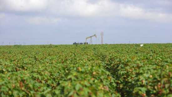 Southeast, Western Cotton Growers Set for Texas P.I.E. Tour