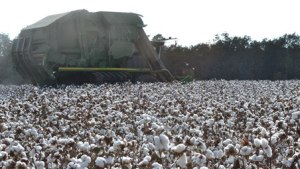 Top Five Tips for More Efficient and Profitable Cotton Production in 2015