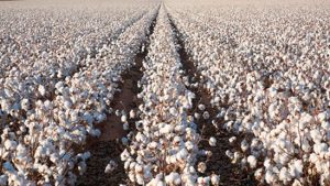 NCC Survey Projects 9.4 Million Acres of U.S. Cotton in 2015