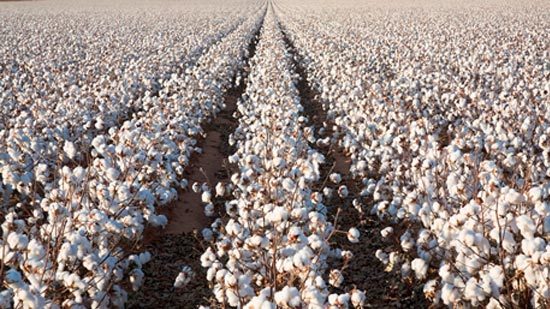 USDA Announces Details of Market Facilitation Support Program