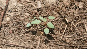 Texas Outlines Best Management Practices for New Auxin Herbicides