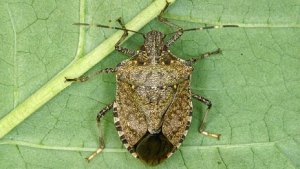 Georgia Scientists Seek Public’s Help in Tracking New Stink Bug