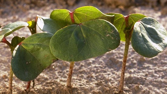 Southeast Cotton: Early Thrips, Nematode Control Critical for a