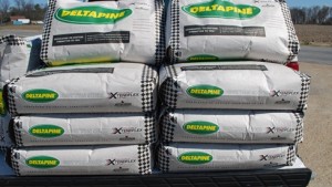 Bollgard II XtendFlex Brings More Options to the Field