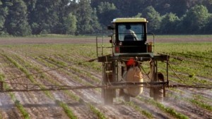How to Reduce Cotton Burn from Post Herbicide Applications