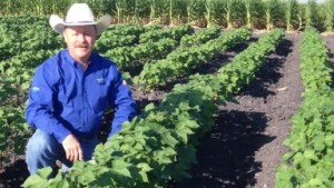 Charlie Cook Brings Quality to All-Tex, Dyna-Gro Variety Development