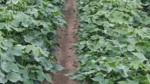Tropical Spiderwort Already Present in Georgia Cotton Fields
