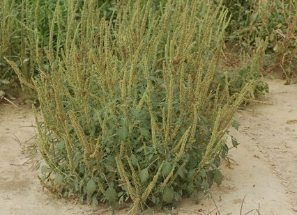 Cooperation, Preparation Are Keys to Ag Sustainability