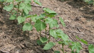 Frustration Mounting Over Cotton Trade Issues