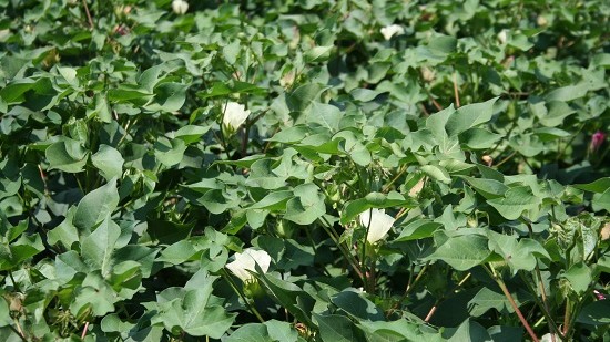 NCC Commends U.S. Trade Negotiators on WTO Outcome