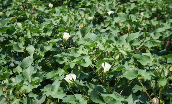 Plan PGR Use in Cotton Carefully - Cotton Grower
