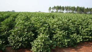 Georgia Cotton Growers to Vote on State Market Assessment