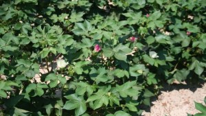 New Webcast Explains Cotton Cultivated Website