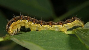 Wake-Up Call for Old World Bollworm