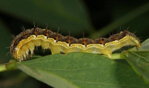 oldworldbollworm web