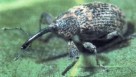 Boll Weevil Eradication Still Pays Dividends for Producers