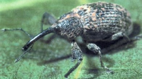 Boll Weevil Eradication: Most Successful Insect Pest Elimination Program