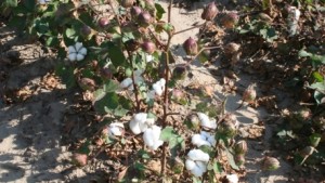 Getting Set for #Harvest21