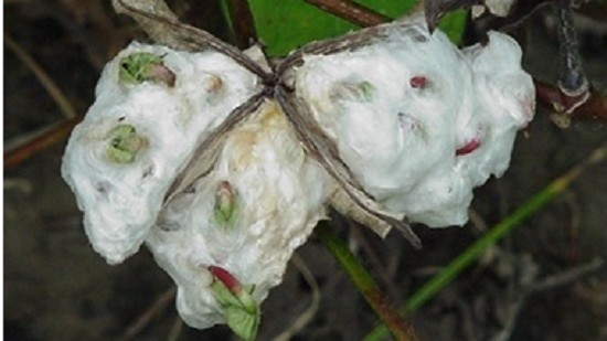 Prolonged Rainfall in Carolinas Causes Seed Sprouting