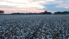 Corteva Adds Three New PhytoGen Variety Offerings for 2027