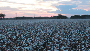 Corteva Adds Three New PhytoGen Variety Offerings for 2027