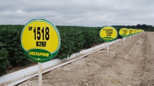 Deltapine Announces Class of 16 Varieties