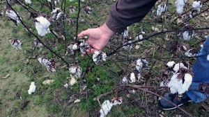 SC Cotton Growers Look to Rebound from 2015 Flood
