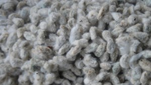 ADM, PYCO Industries Launch Cottonseed Processing Joint Venture